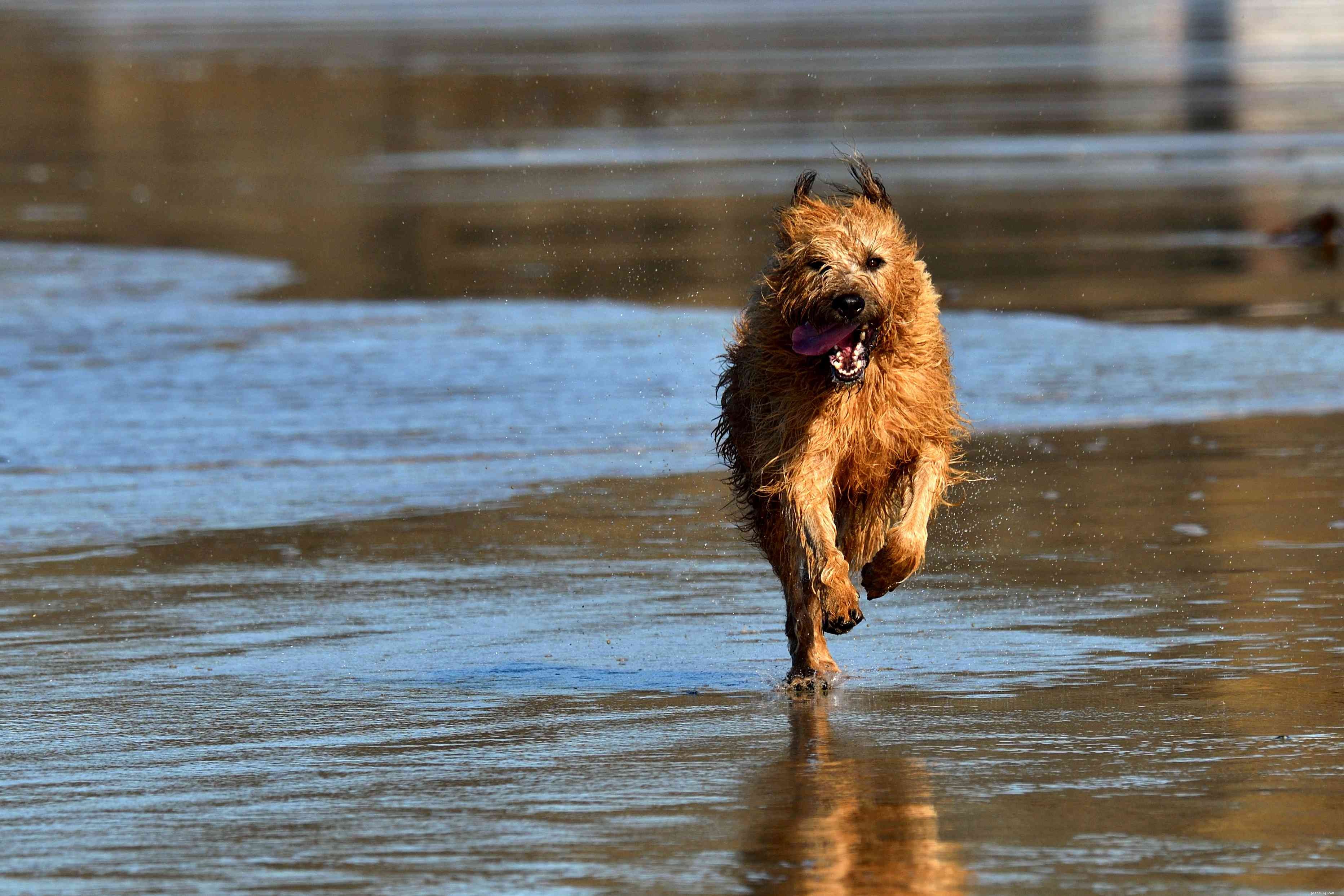 Terrier Irlandês:Características e cuidados da raça do cão
