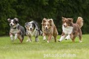 Ierse terriër:kenmerken en verzorging van hondenrassen