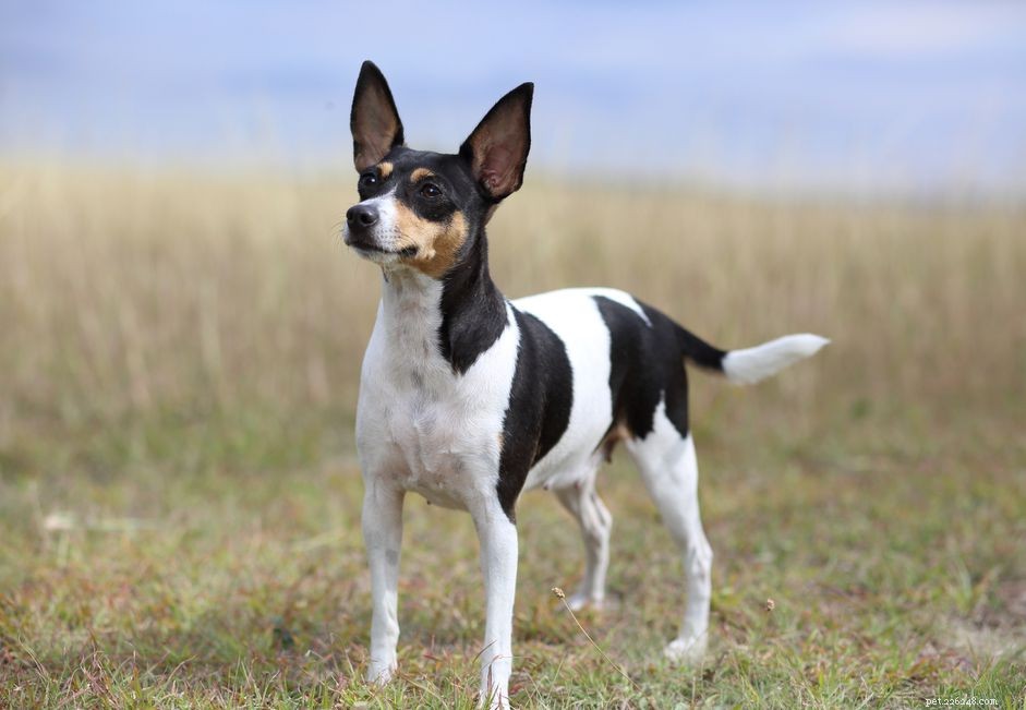 Toy Fox Terrier:Características e cuidados da raça do cão