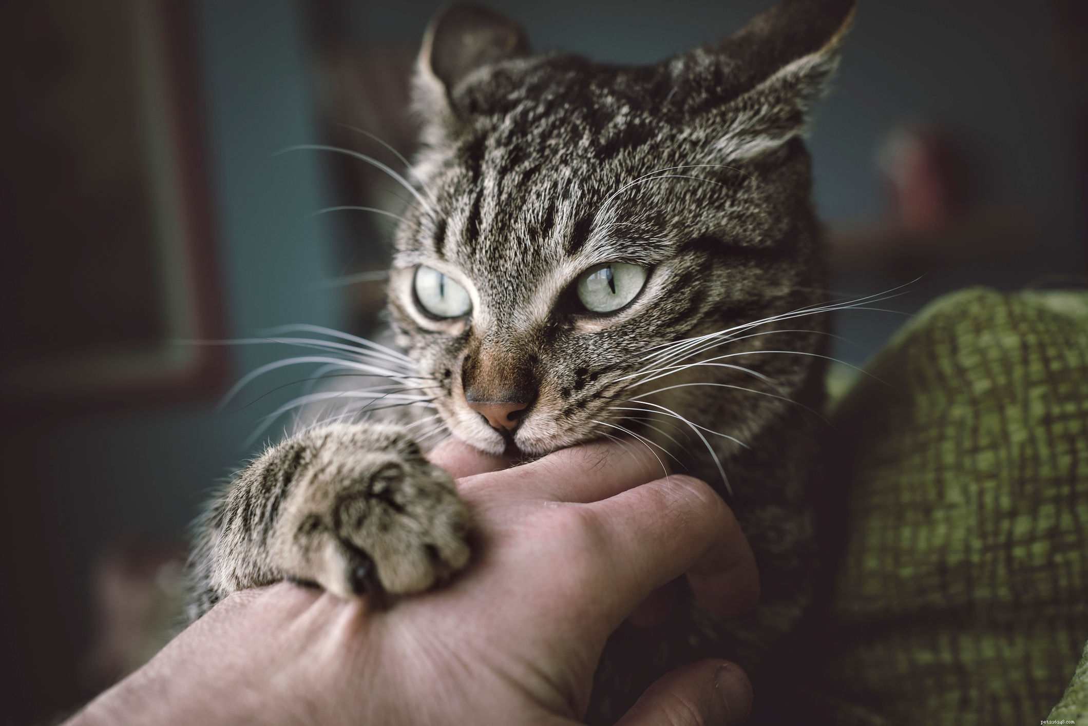 Les 5 principales raisons pour lesquelles certaines personnes n aiment tout simplement pas les chats