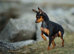 Pincher nain (épingle minimale) :caractéristiques et soins de la race