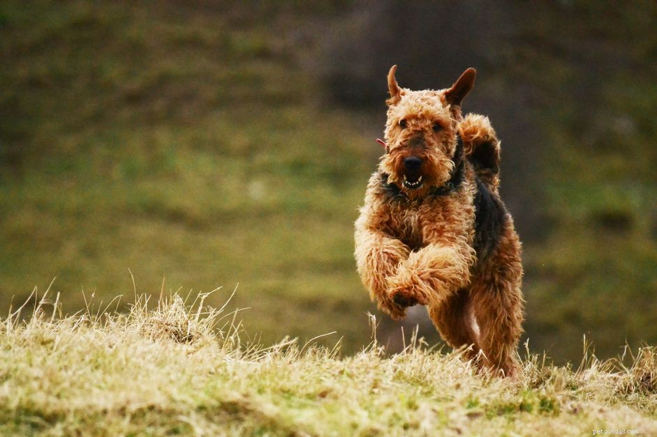 Airedale Terrier:caratteristiche e cure della razza canina