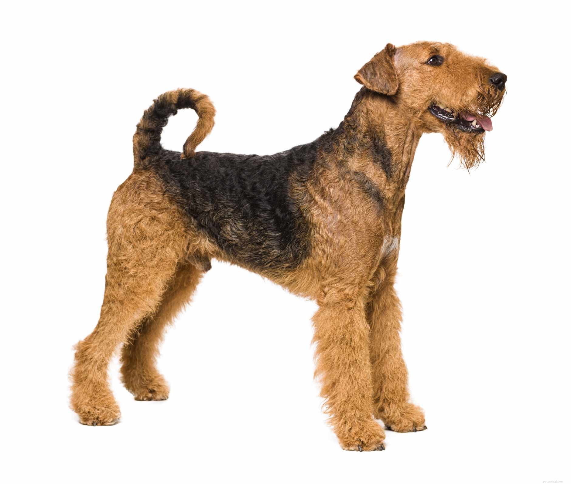 Airedale Terrier:Hundrasegenskaper och skötsel