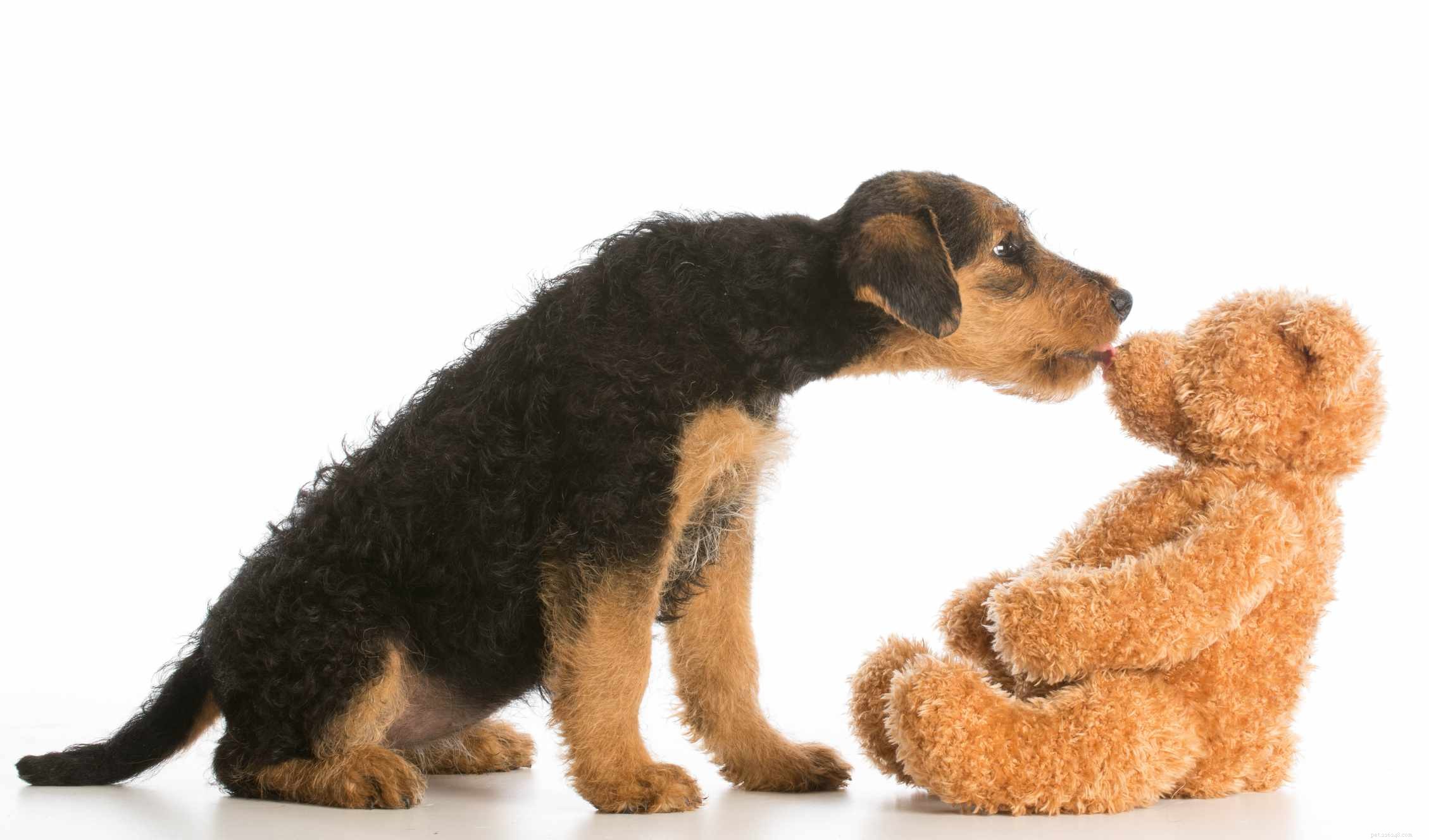 Airedale Terrier:Hundrasegenskaper och skötsel