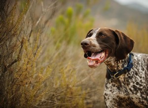 Pointeur allemand à poil court (GSP) :caractéristiques et soins de la race de chien