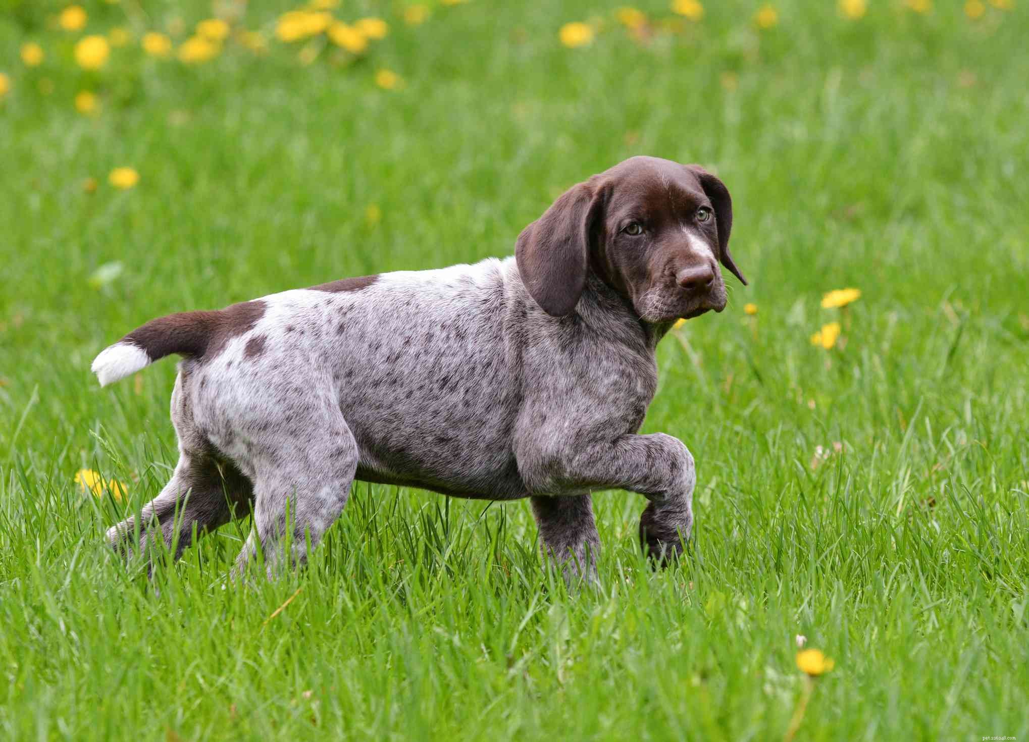 Немецкий короткошерстный пойнтер (GSP):характеристики породы собак и уход за ними