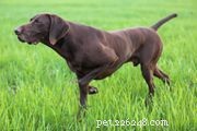Немецкий короткошерстный пойнтер (GSP):характеристики породы собак и уход за ними