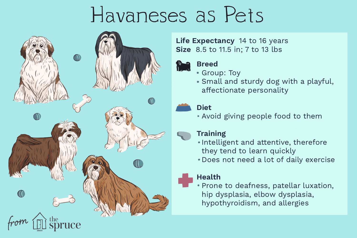 Гаванец:характеристики породы собак и уход за ними
