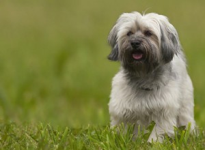 ハバニーズ：犬の品種の特徴とケア 