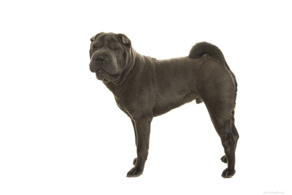 Шарпей:характеристики породы собак и уход