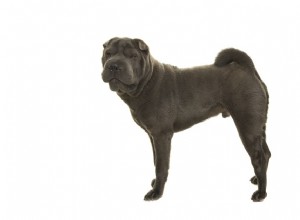Шарпей:характеристики породы собак и уход