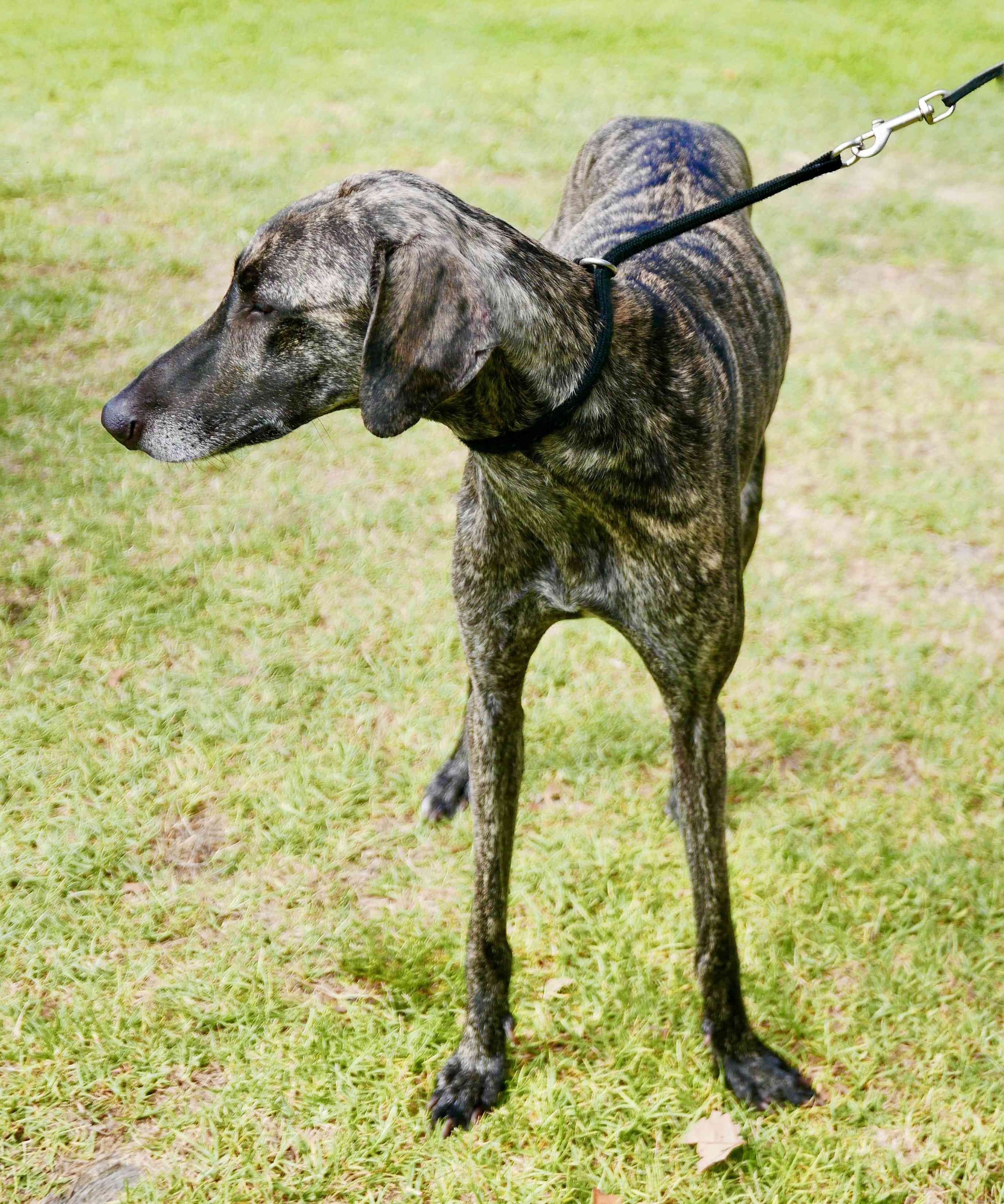 Sloughi:Hundrasegenskaper och skötsel