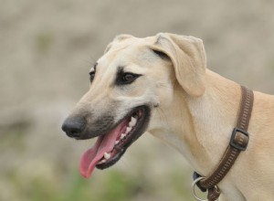 Sloughi :caractéristiques et soins de la race de chien