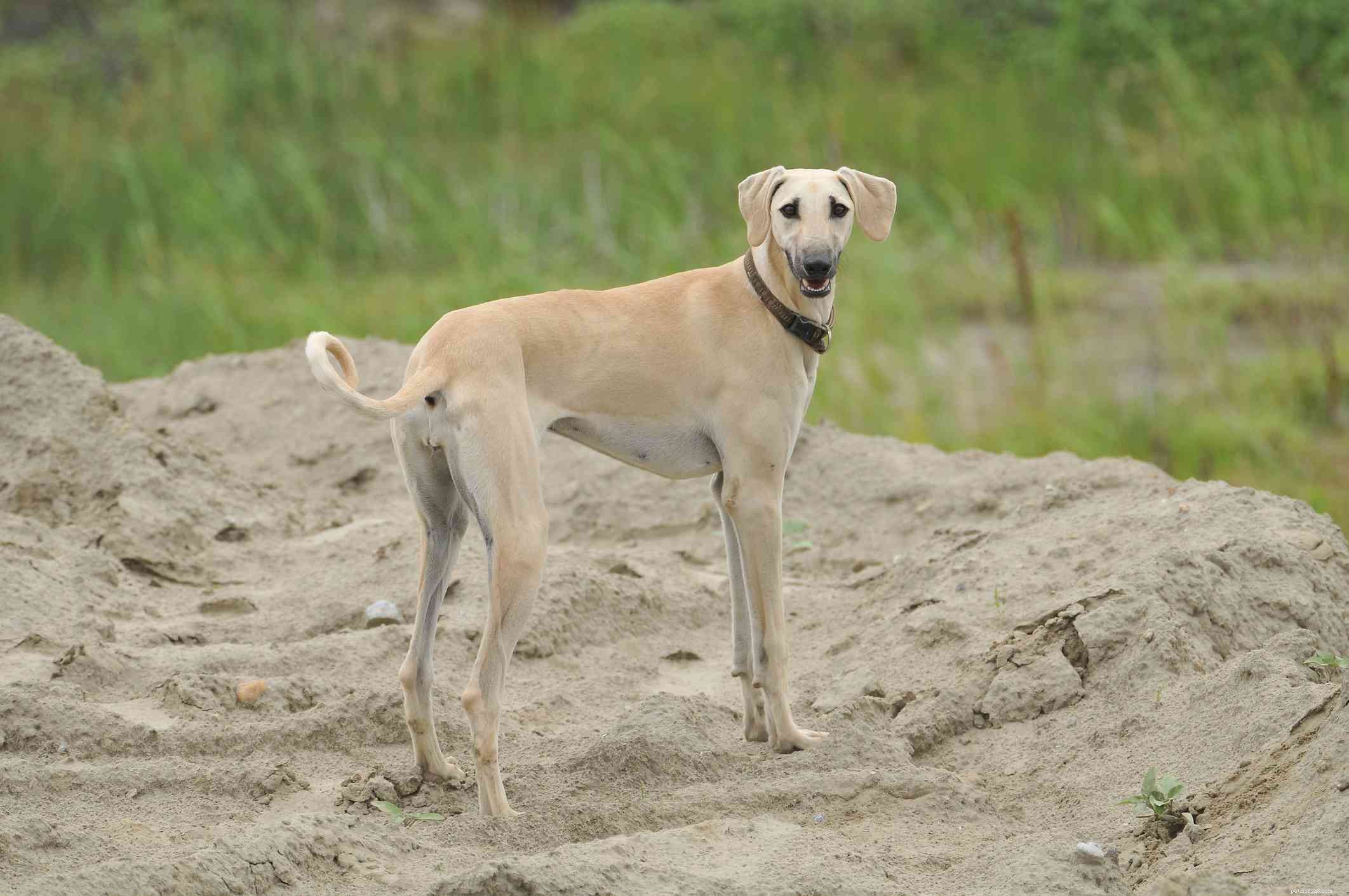 Sloughi:kenmerken en verzorging van hondenrassen