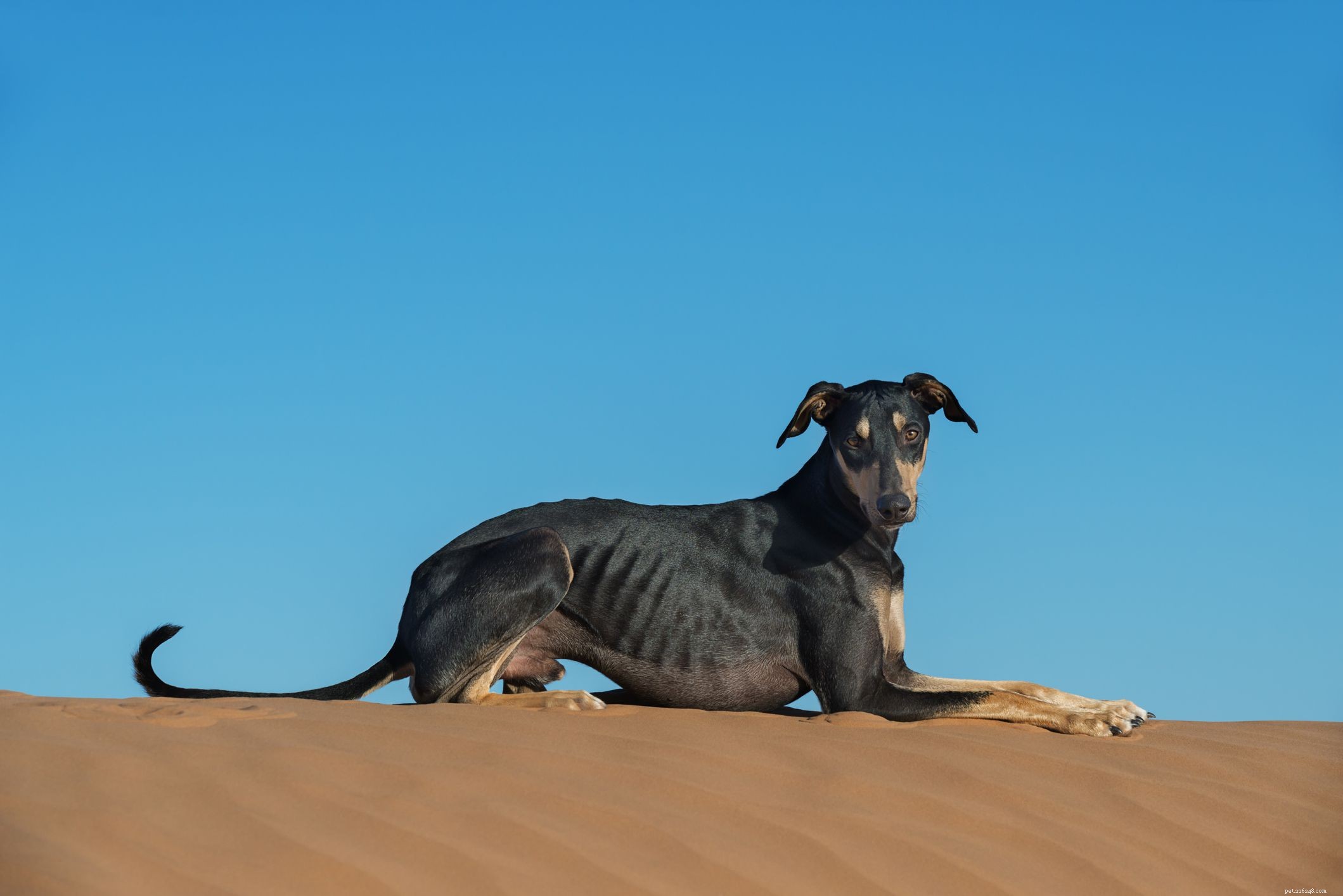 Sloughi :caractéristiques et soins de la race de chien