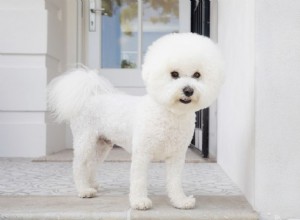12 пород собак, у которых только белая шерсть