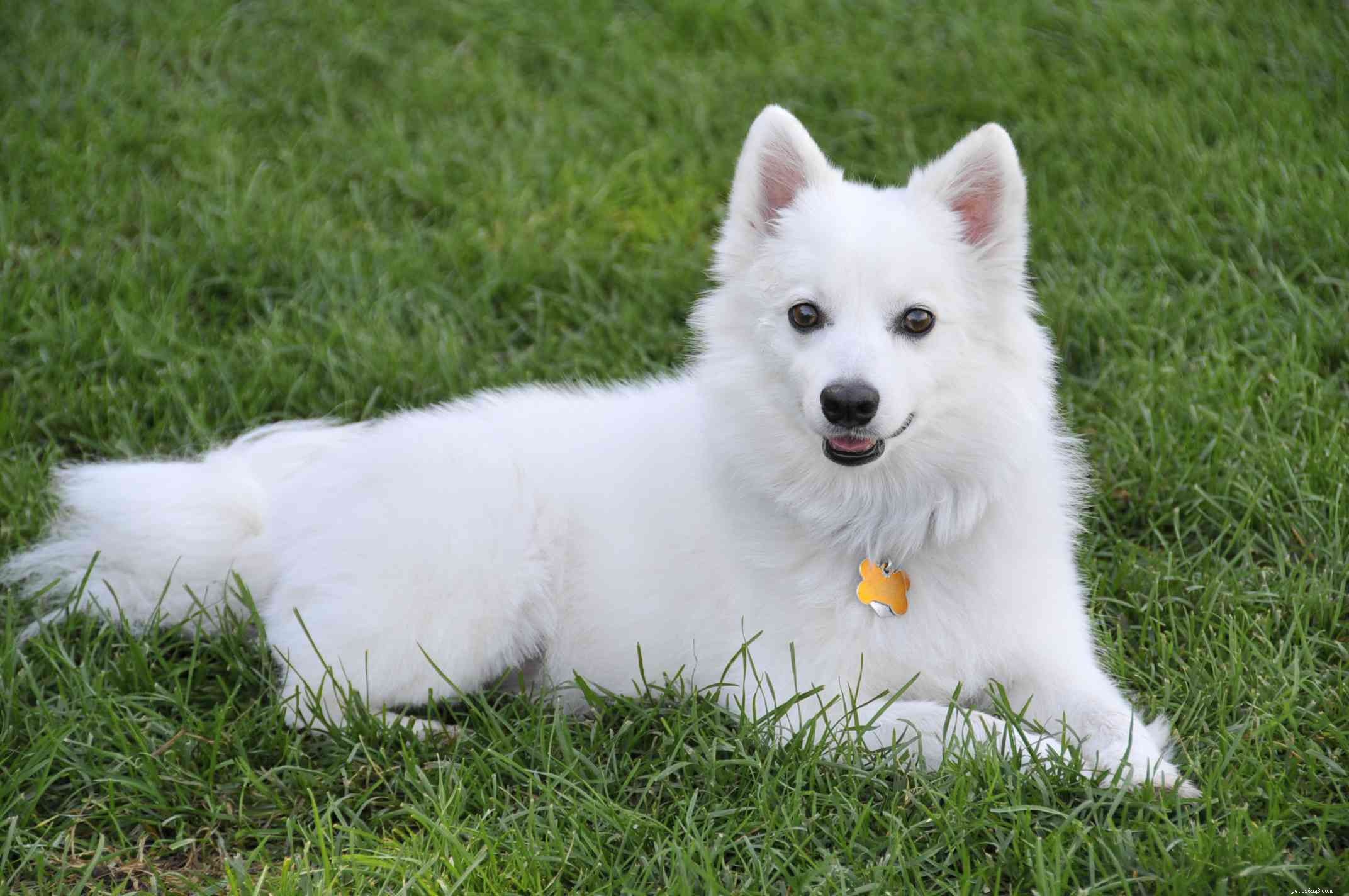 12 hondenrassen die alleen witte vachten hebben