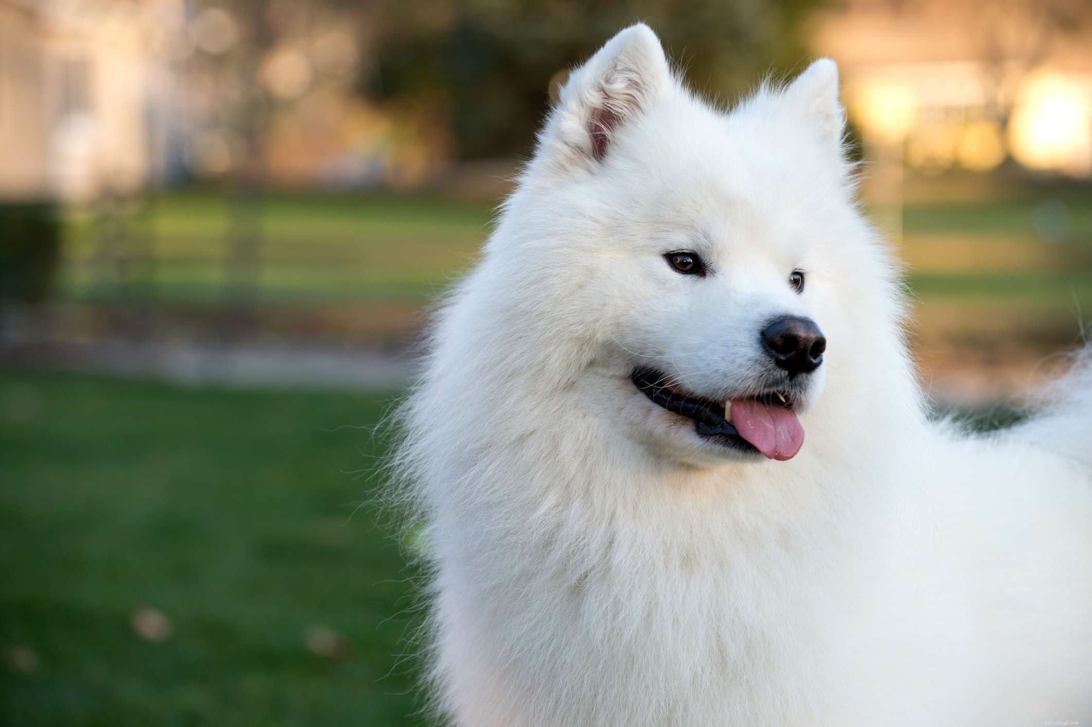 12 races de chiens qui n ont que la robe blanche