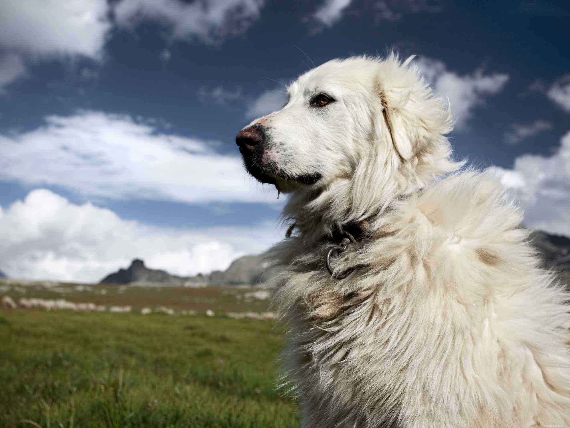 12 psích plemen, která mají pouze bílou srst