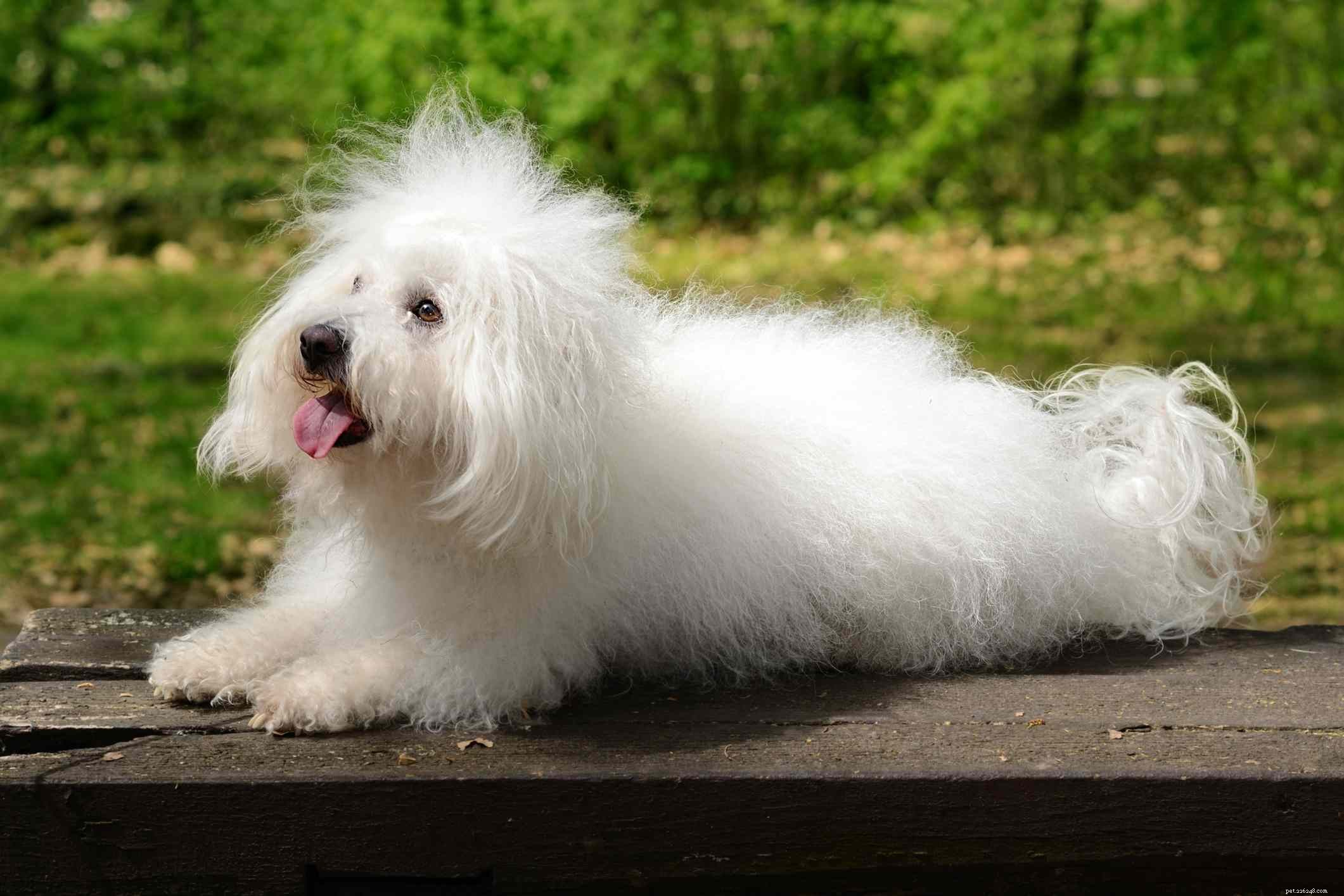 12 psích plemen, která mají pouze bílou srst