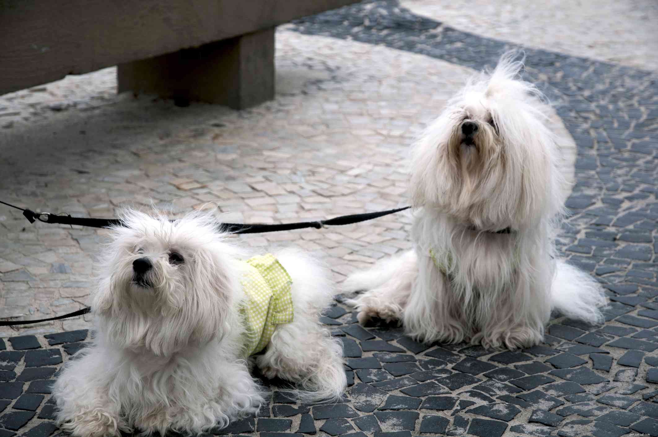 12 races de chiens qui n ont que la robe blanche