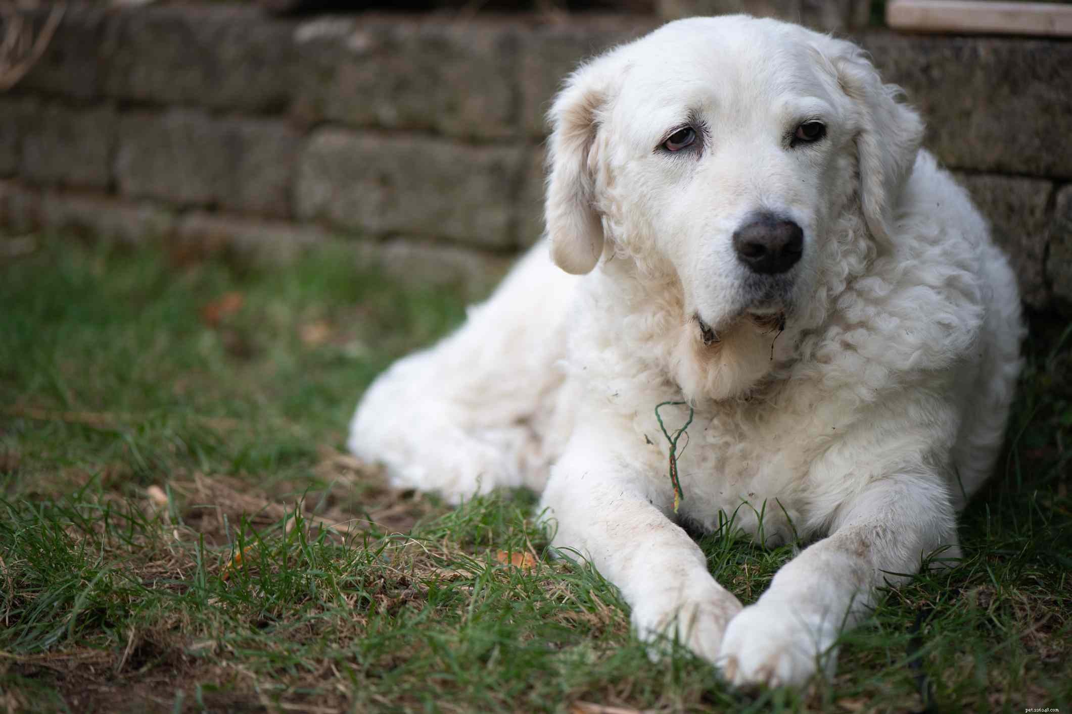 12 hondenrassen die alleen witte vachten hebben