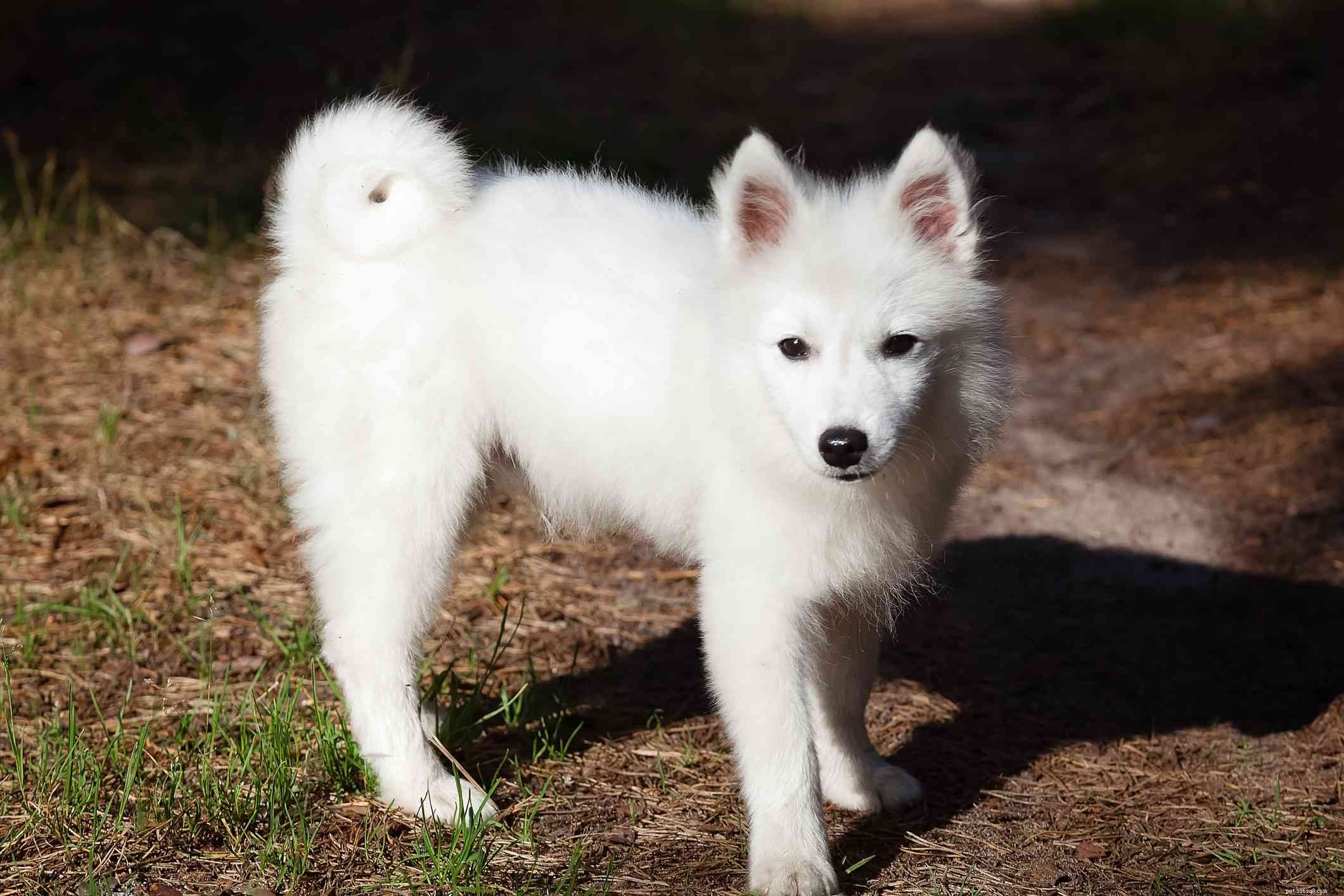12 hundraser som bara har vita pälsar