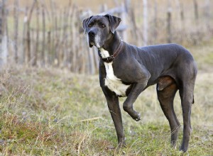 Dogue allemand :caractéristiques et soins des races de chiens