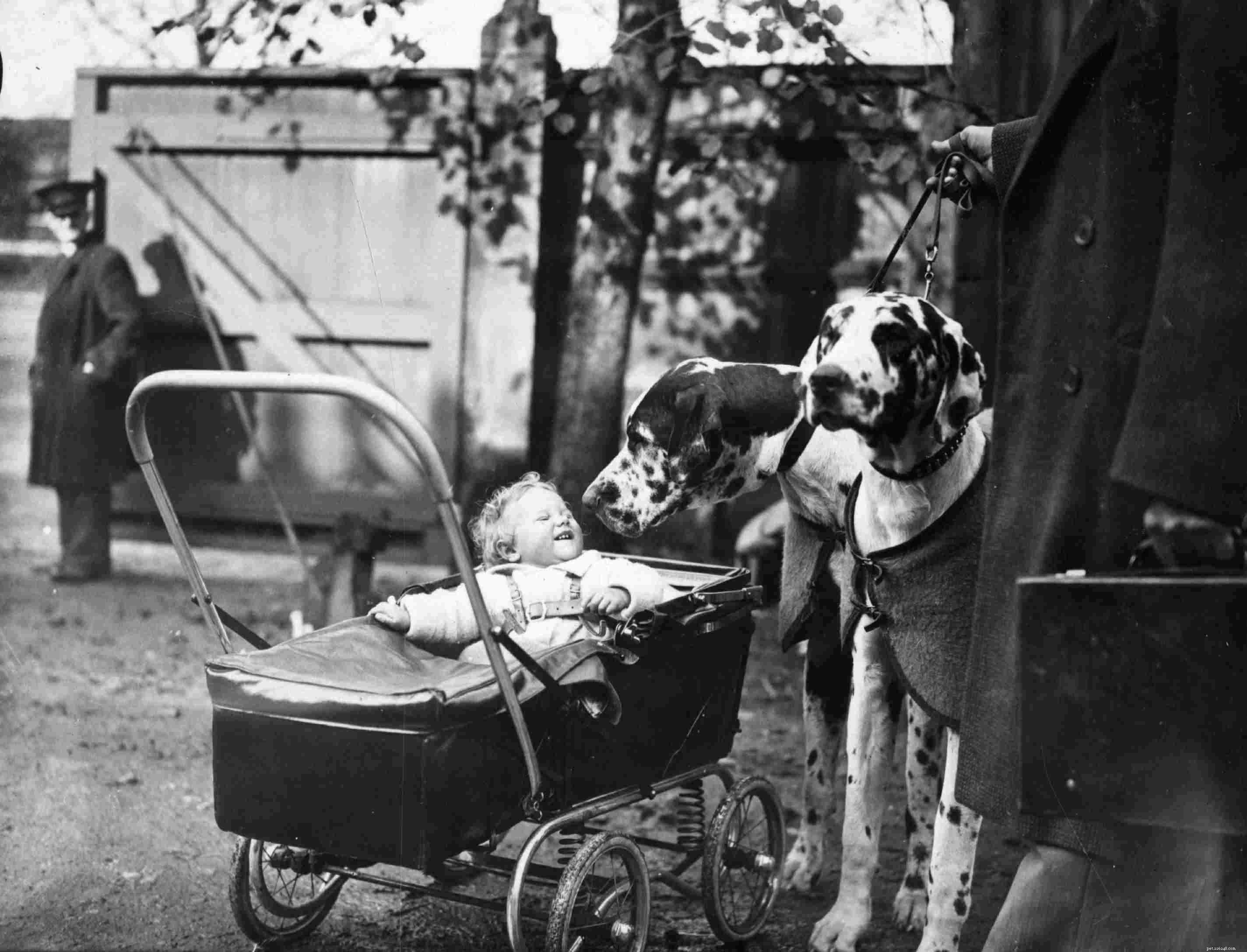 Dogue allemand :caractéristiques et soins des races de chiens