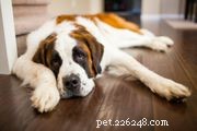 Dogue allemand :caractéristiques et soins des races de chiens