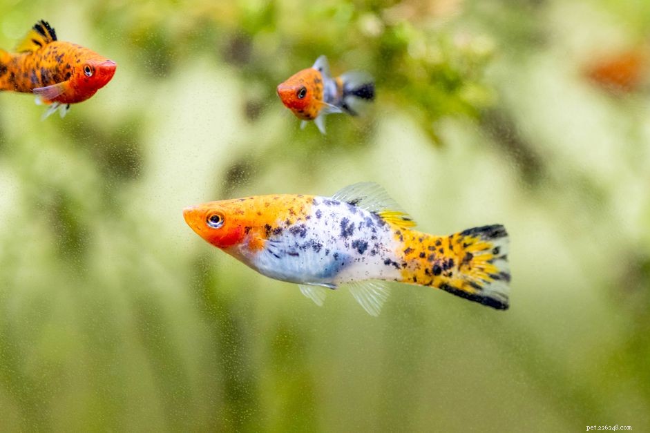 22 kleine vissen voor uw zoetwateraquarium