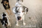 Great Dane：Dog Breed Features＆Care