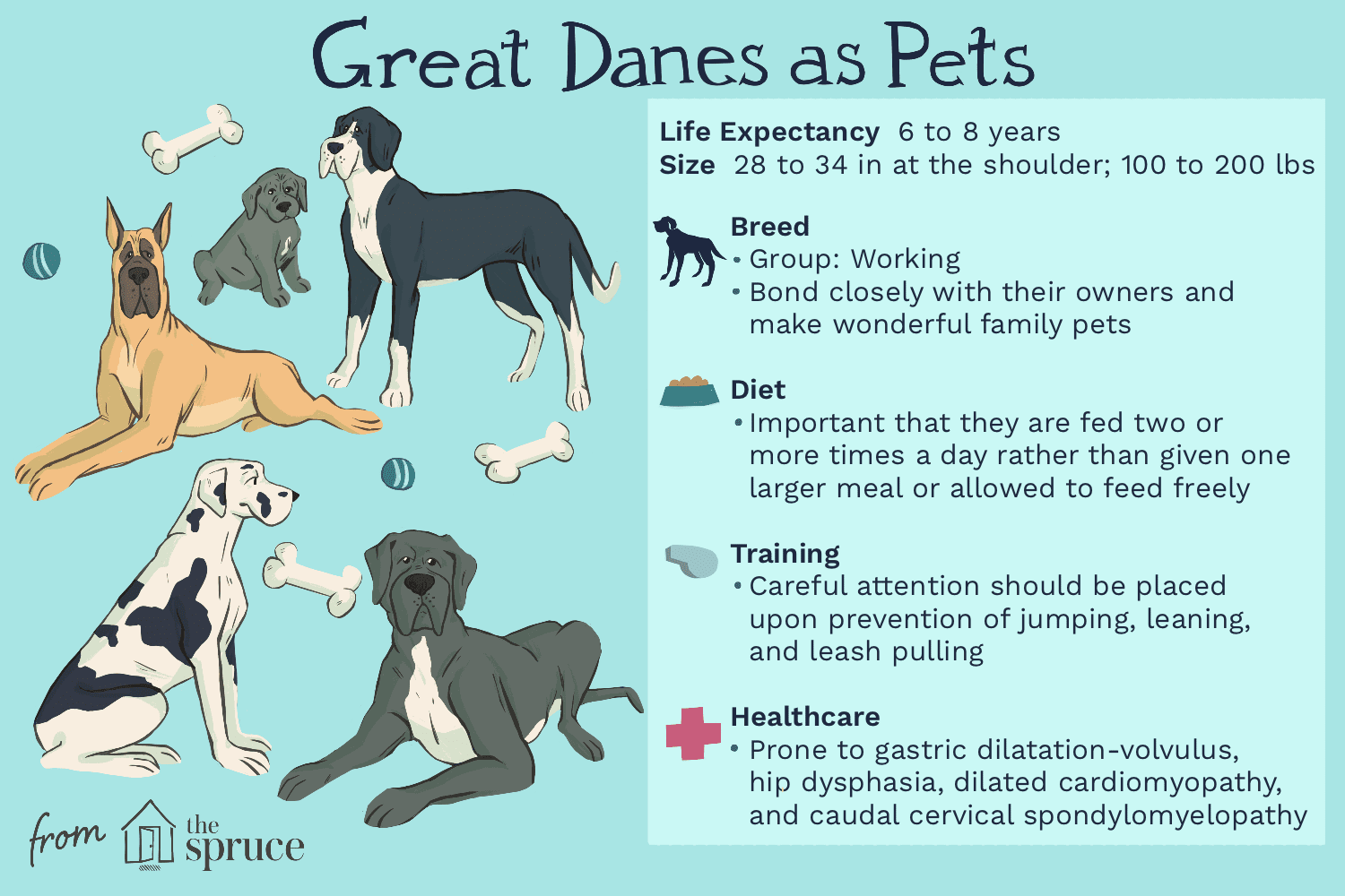Dogue alemão:características e cuidados da raça do cão