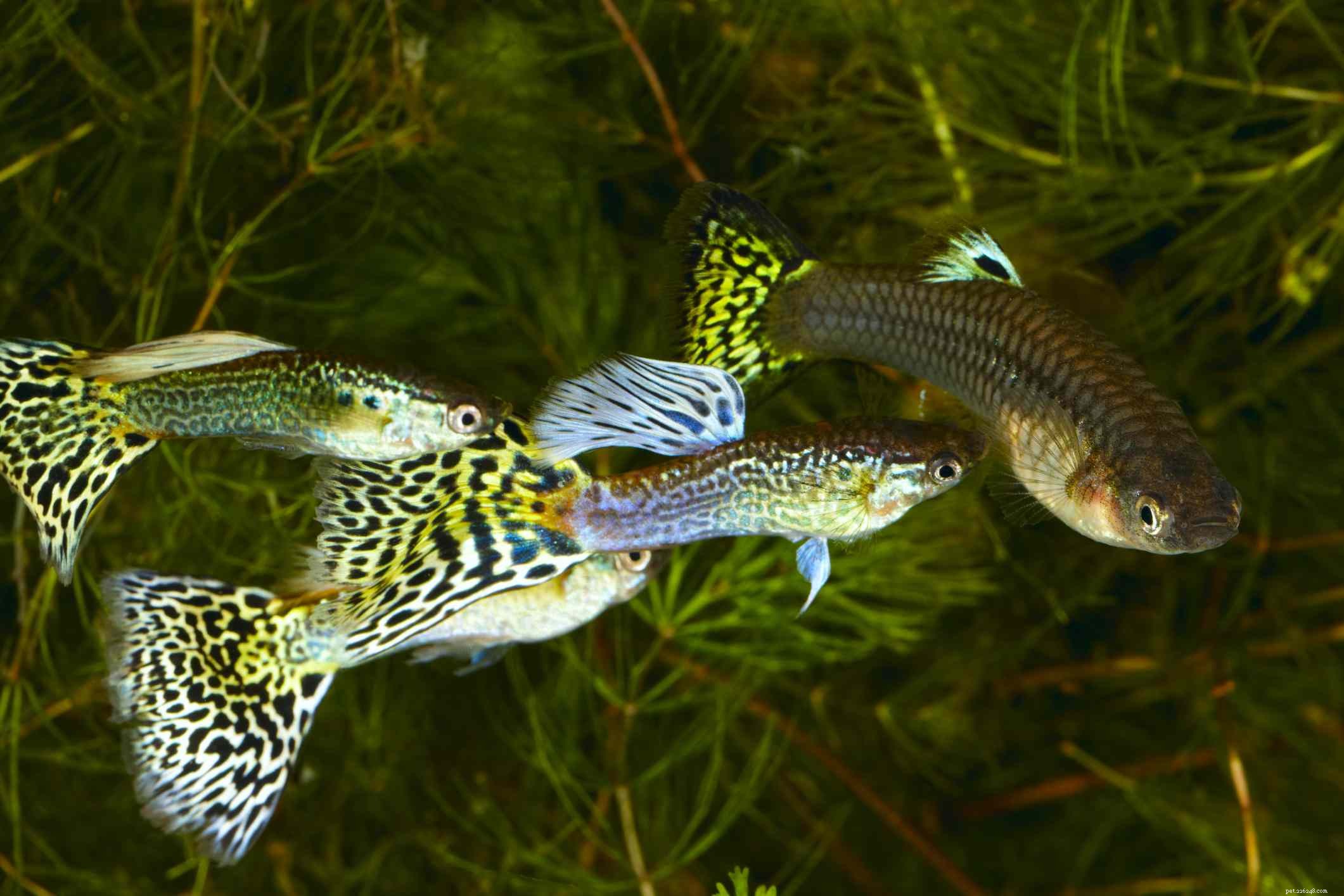 22 рыбки для вашего пресноводного аквариума