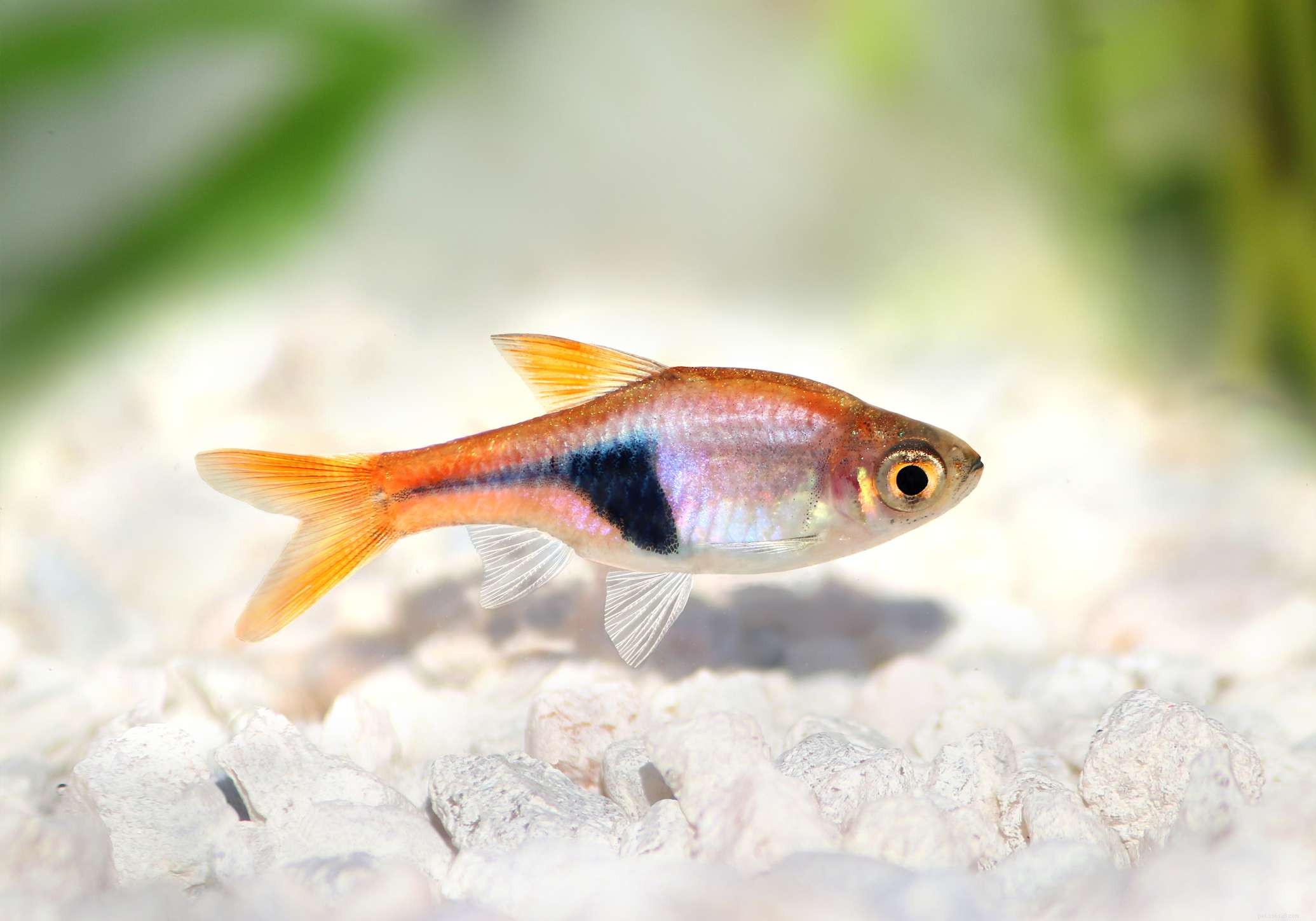 22 malých rybek pro vaše sladkovodní akvárium