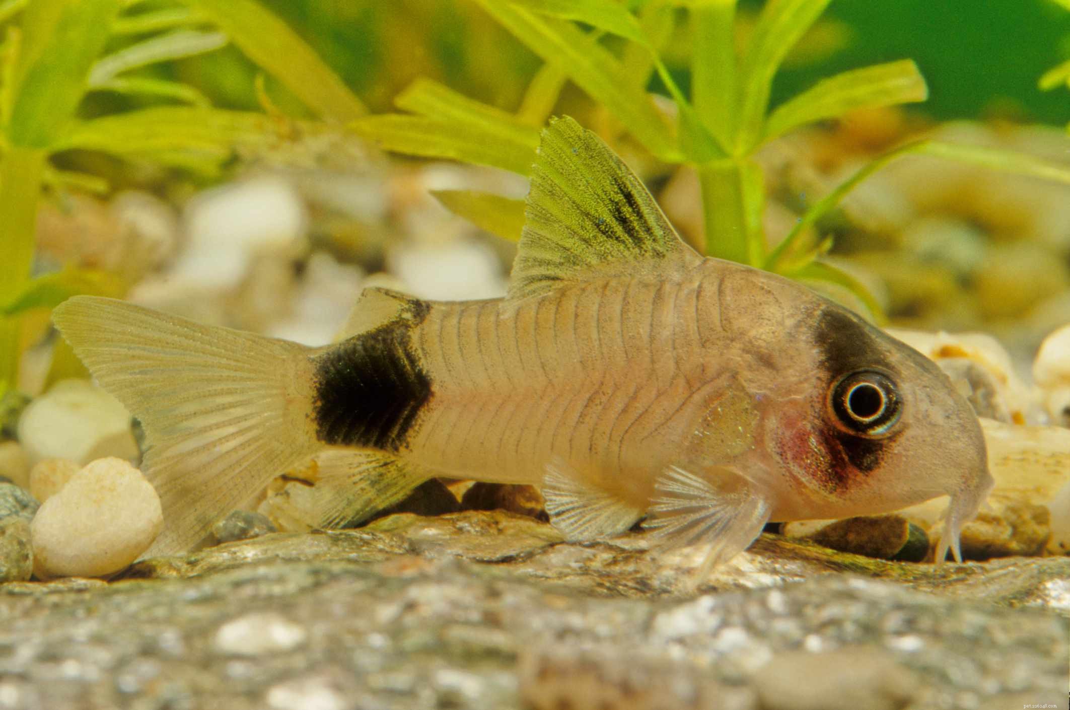 22 malých rybek pro vaše sladkovodní akvárium