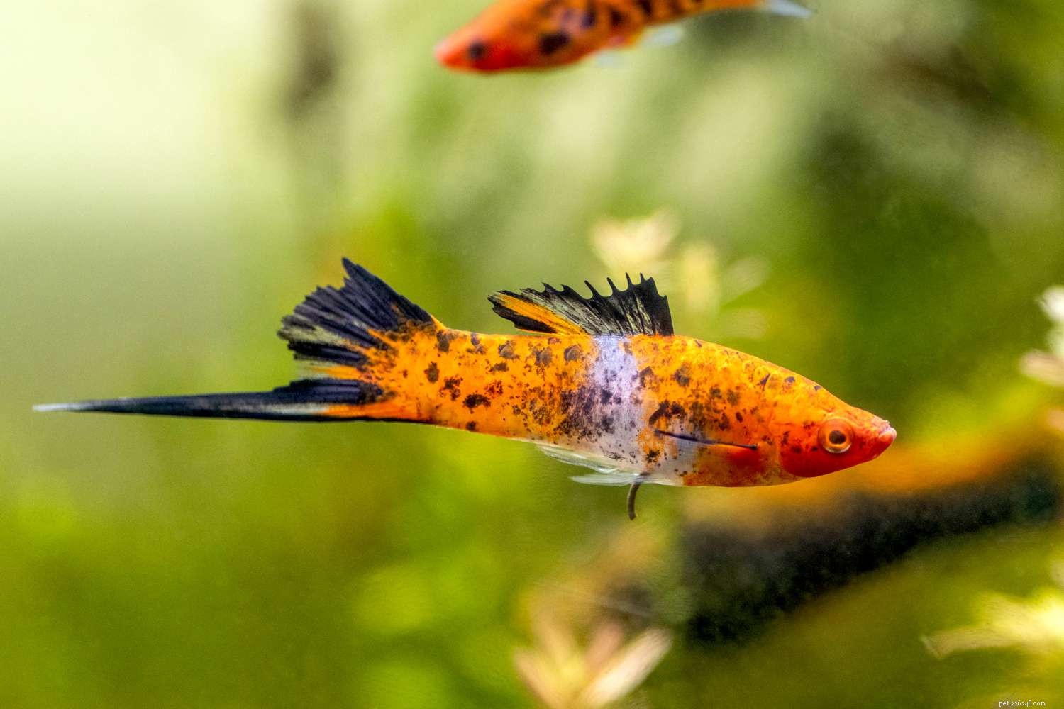 22 peixes pequenos para seu aquário de água doce