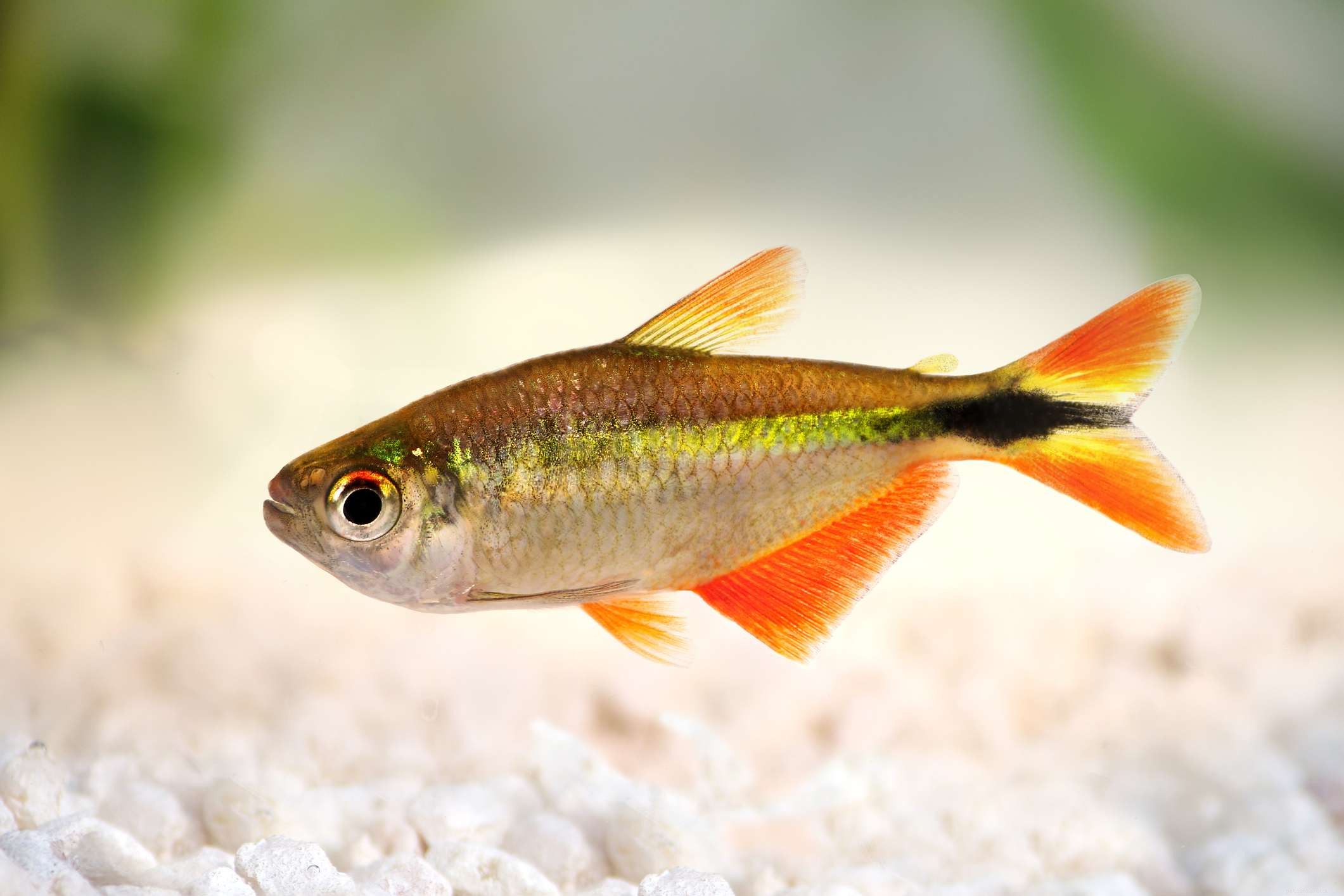 22 рыбки для вашего пресноводного аквариума