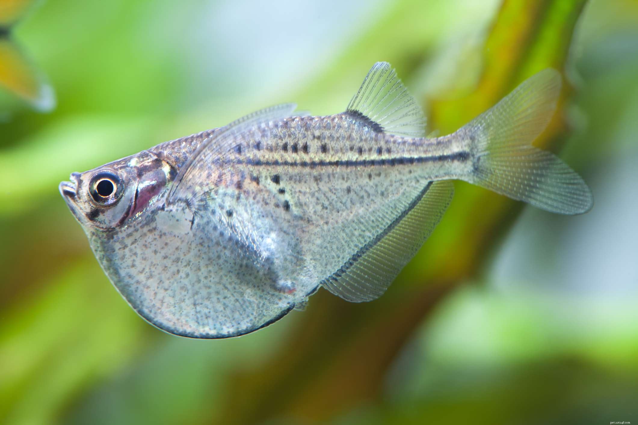 22 kleine vissen voor uw zoetwateraquarium