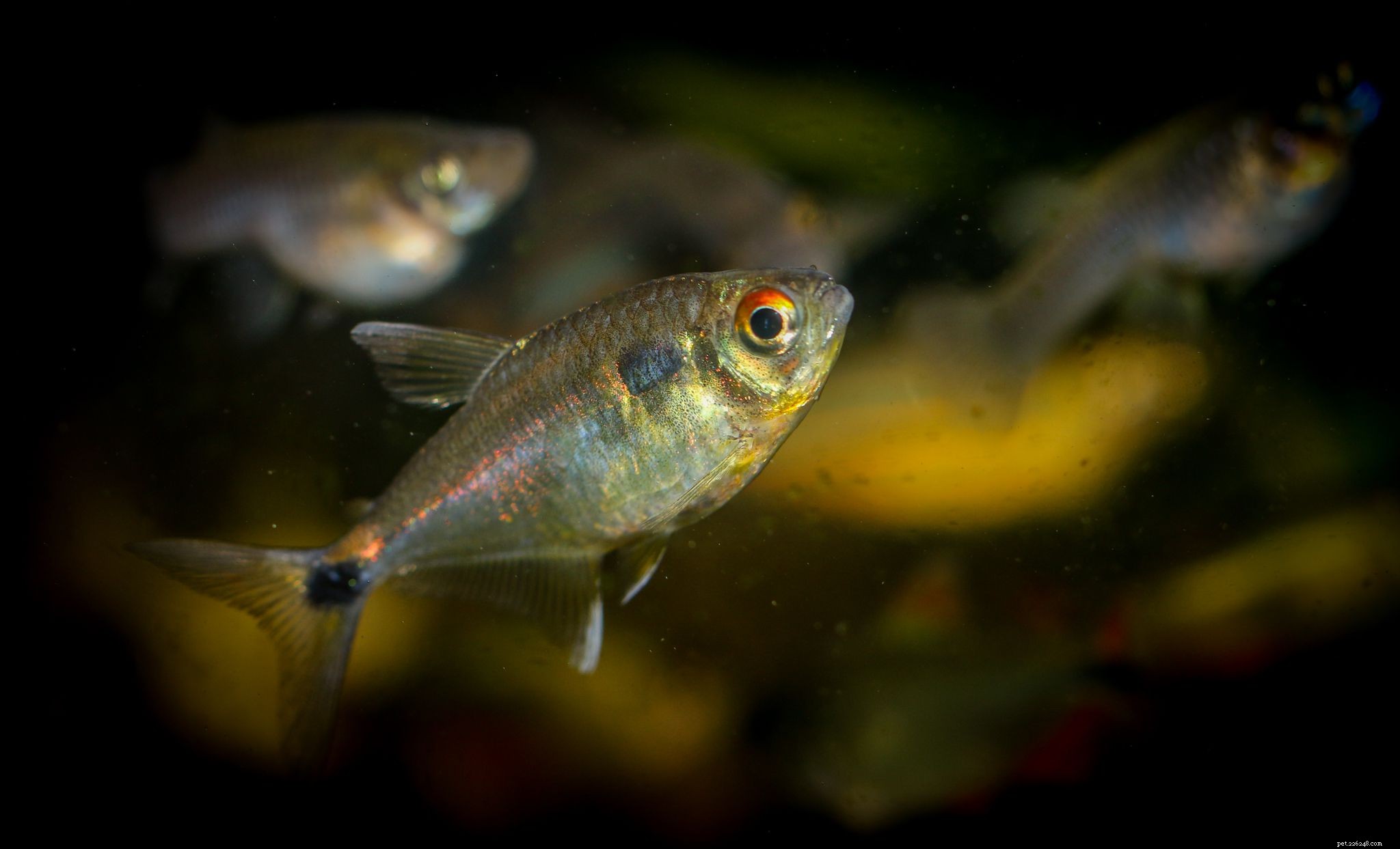 22 peixes pequenos para seu aquário de água doce