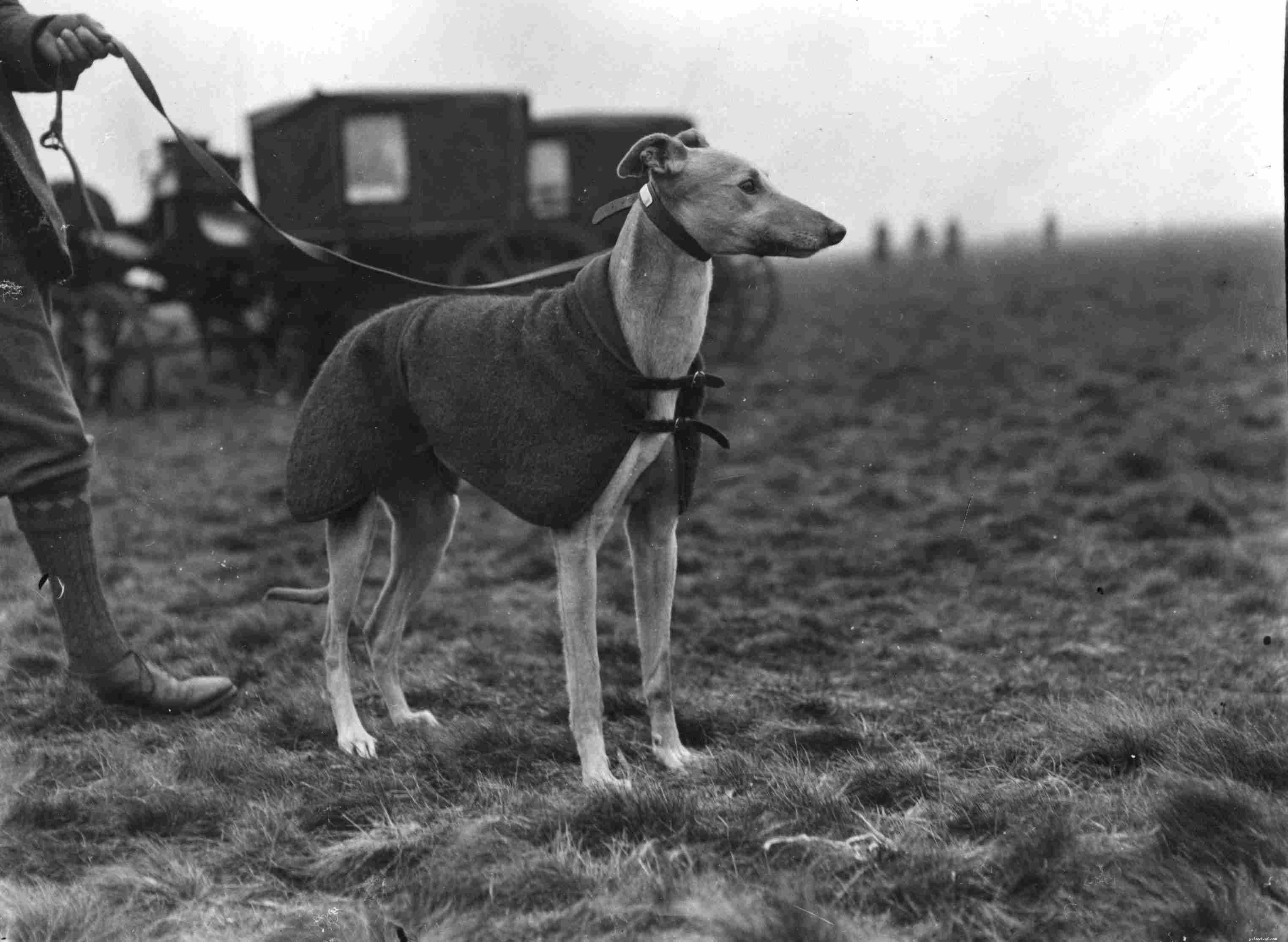 Greyhound:Hundrasegenskaper och skötsel
