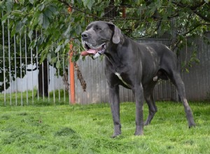 Cuidando de raças de cães gigantes