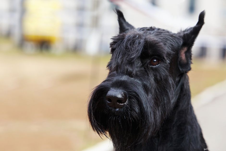 Schnauzer gigante:características e cuidados da raça do cão