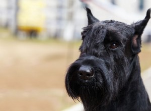 Schnauzer gigante:características e cuidados da raça do cão