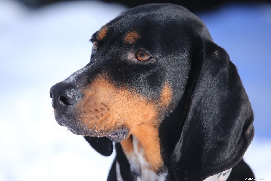 Coonhound noir et feu :caractéristiques et soins de la race de chien