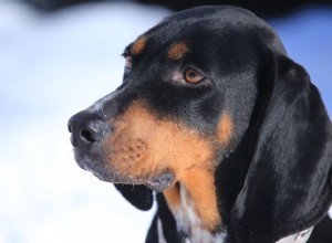 Black and Tan Coonhound:Charakteristika a péče o plemeno psů