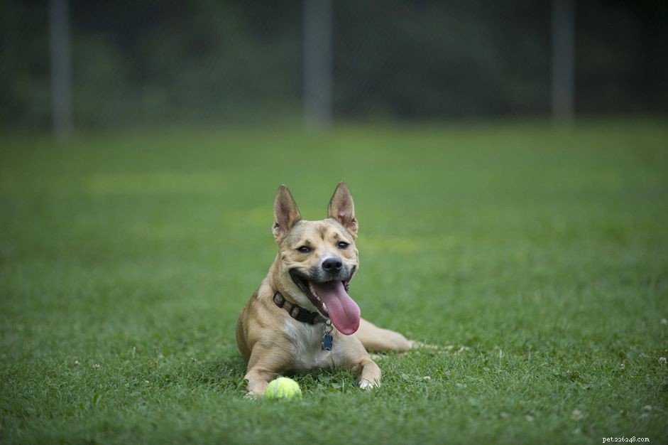 캐롤라이나 독:개 품종 특성 및 관리