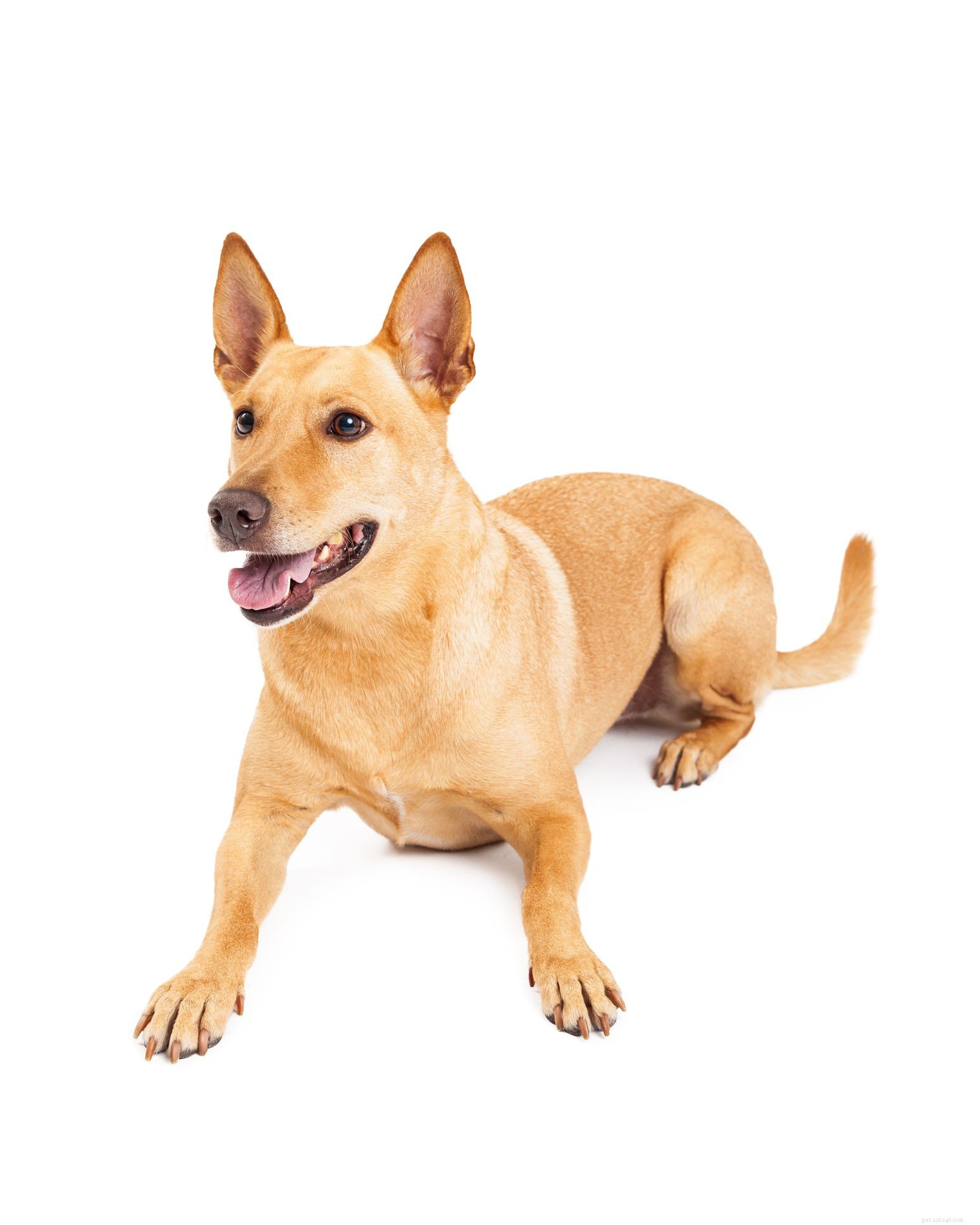 Carolina Dog:Hundrasegenskaper och skötsel