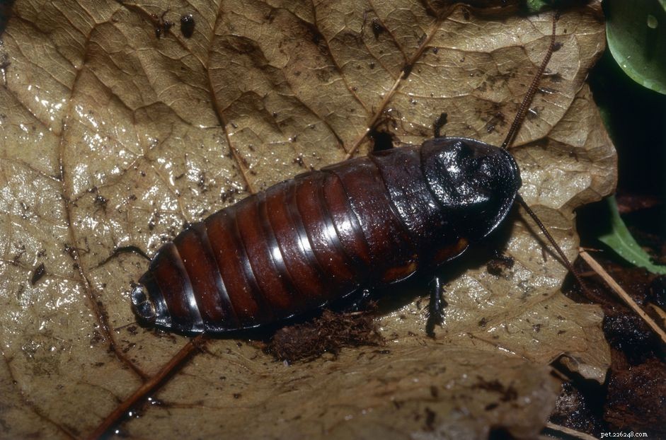 Le scarafaggi sibilanti del Madagascar come animali domestici