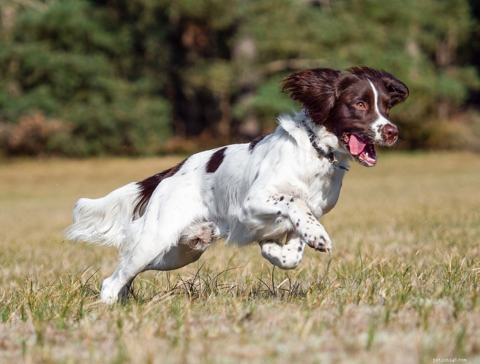 Épagneul springer anglais :caractéristiques et soins de la race de chien